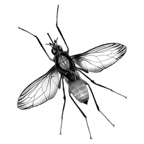 #2070 - Bug - Nature